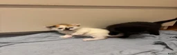Mixed Breed cats for sale: Kittens beautiful mixed breed 🐈🐈‍⬛🐈🐈 - Advert 7