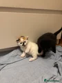 Mixed Breed 3 black stripped tabby male