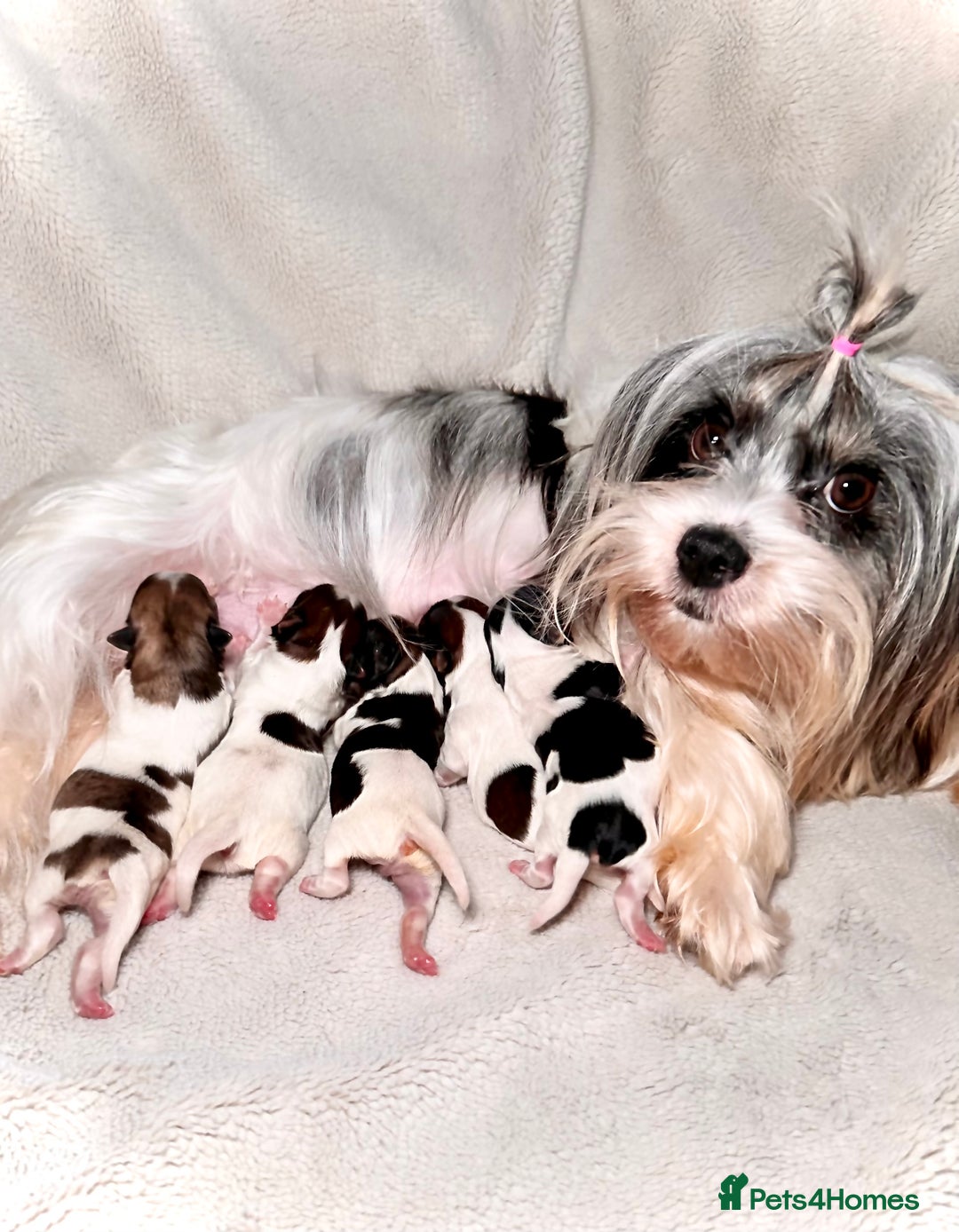 Yorkshire Terrier dogs for sale: BIEWER YORKIE PUPPIES 4 Available Licensed Breeder - Advert 24