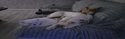 American Bulldog dogs for sale: American x bully - Advert 2