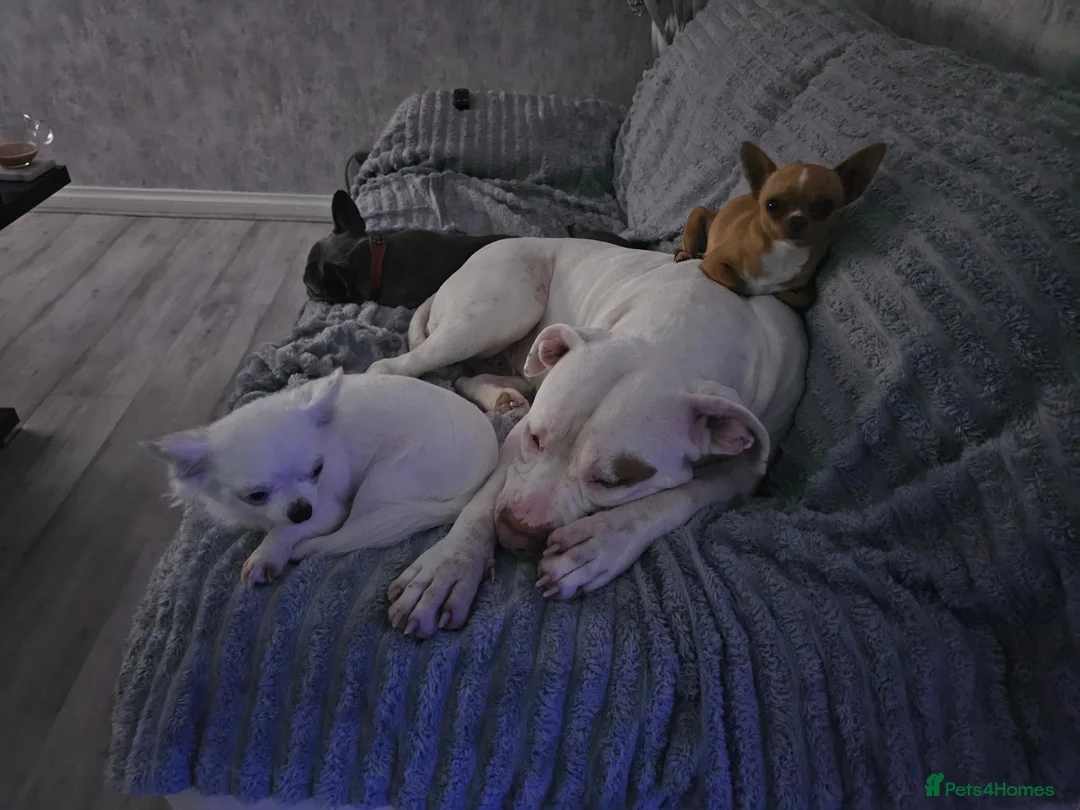 American Bulldog dogs for sale: American x bully - Advert 2