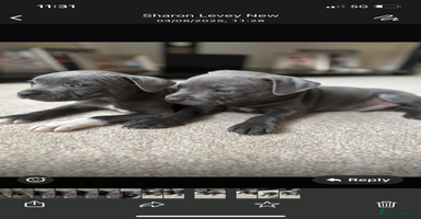 Staffordshire Bull Terrier dogs - Advert 8