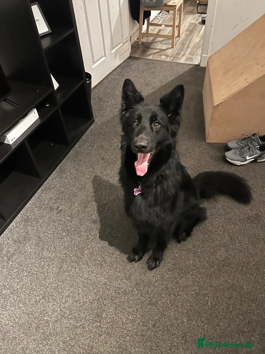 German Shepherd dogs for sale: German shepherd pups - Advert 1