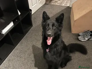 German Shepherd dogs German shepherd pups - Advert 1