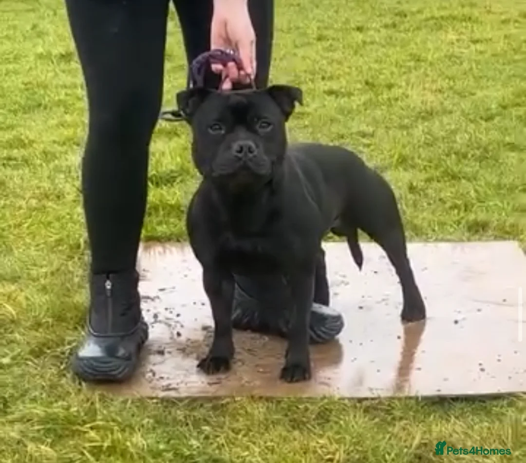 Staffordshire Bull Terrier dogs for sale: Last boy !!! Price dropped !!! Kassius pup  - Advert 10