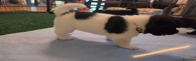 Akita 10