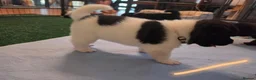 Akita dogs for sale: KC registered American Akita puppies - Advert 6