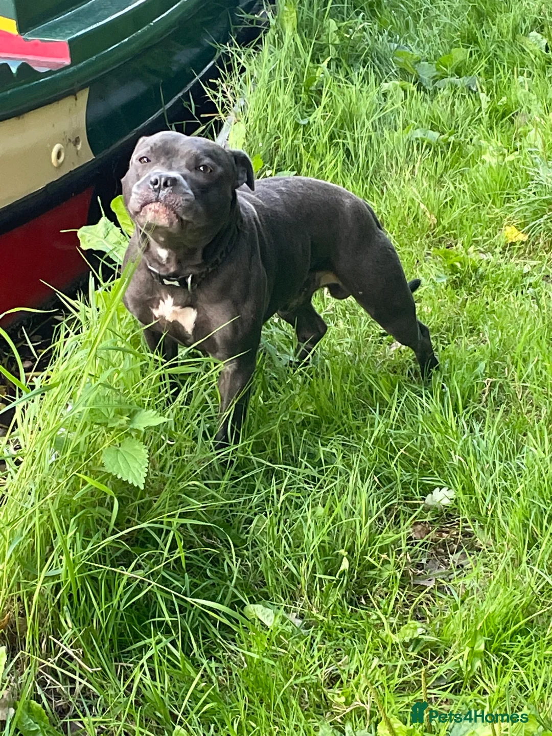 Staffordshire Bull Terrier dogs for stud: Thunderstorm Sky Blue Staff - biggest litter 11!!! in Derby - Advert 2