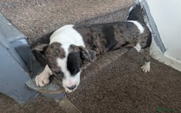 Mixed Breed dogs for sale: Three pups for sale  - Image 4
