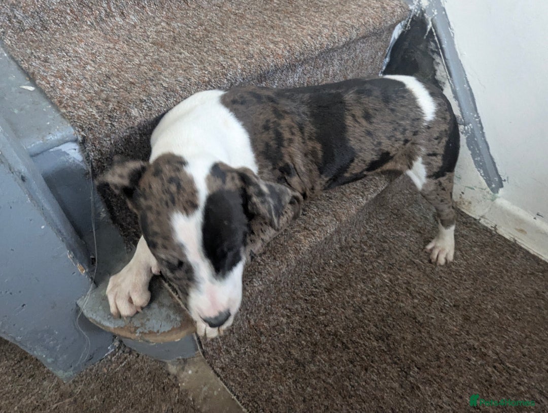 Mixed Breed dogs for sale: Three pups for sale  - Image 4