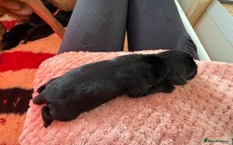 Labrador Retriever dogs for sale: Beautiful chunky litter of black pups  - Advert 27