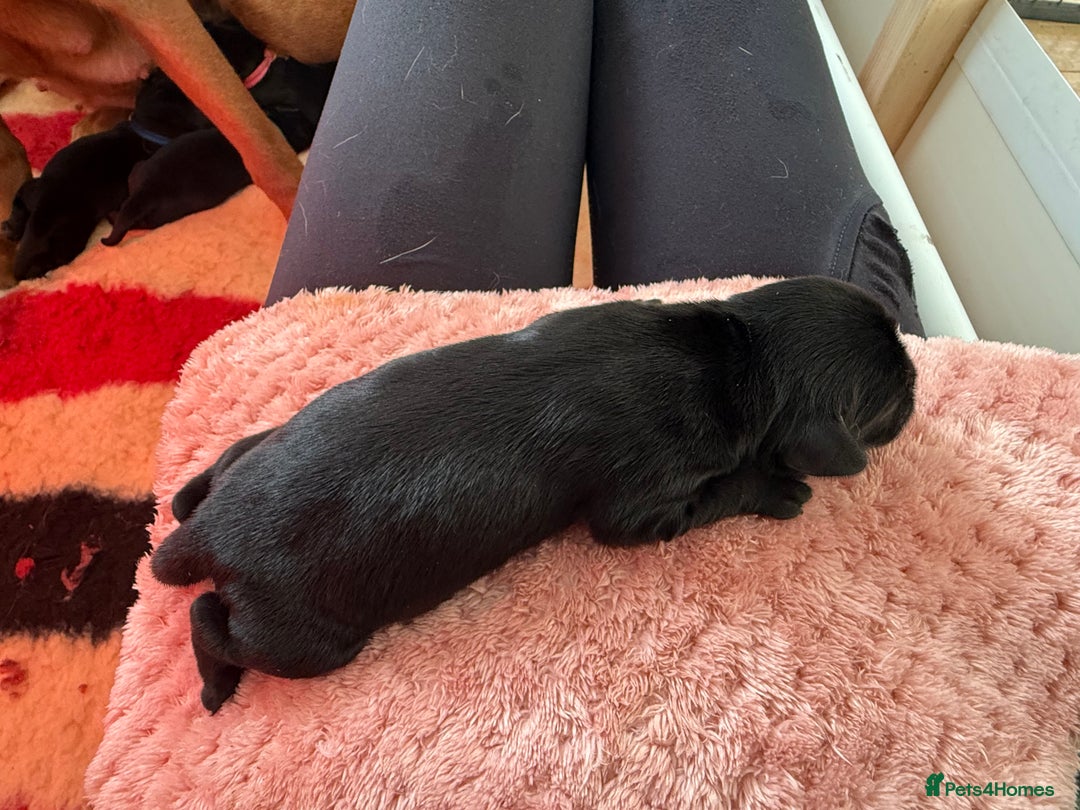 Labrador Retriever dogs for sale: Beautiful chunky litter of black pups  - Advert 27