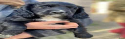 Cocker Spaniel dogs for stud: Smaller size, beautiful black cocker stud dog in Bristol - Advert 2