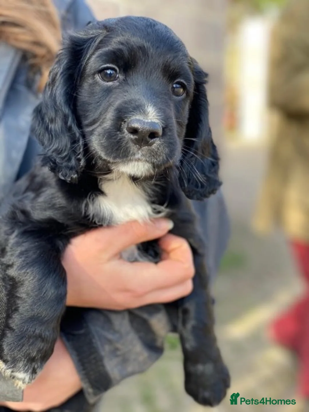 Cocker Spaniel dogs for stud: Smaller size, beautiful black cocker stud dog in Bristol - Advert 2