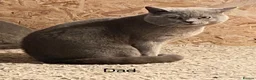 British Shorthair cats for sale: Stunning British shorthair Kittens **UNREGISTERED* - Advert 7