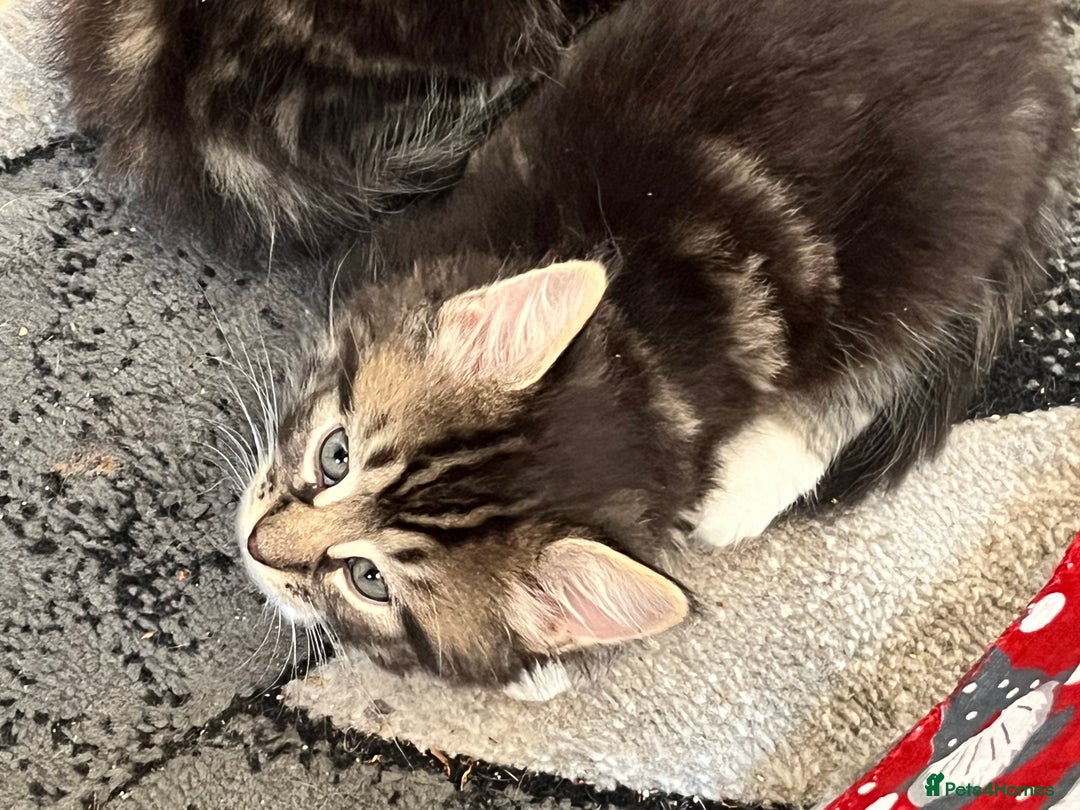 Domestic Shorthair cats for sale: 5 kittens on sale - Image 7