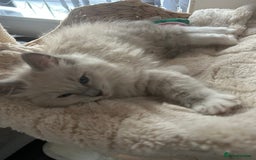Ragdoll cats for sale: Blue mitted light mink  - Image 3