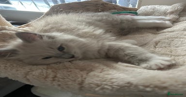 Ragdoll cats - Advert 16