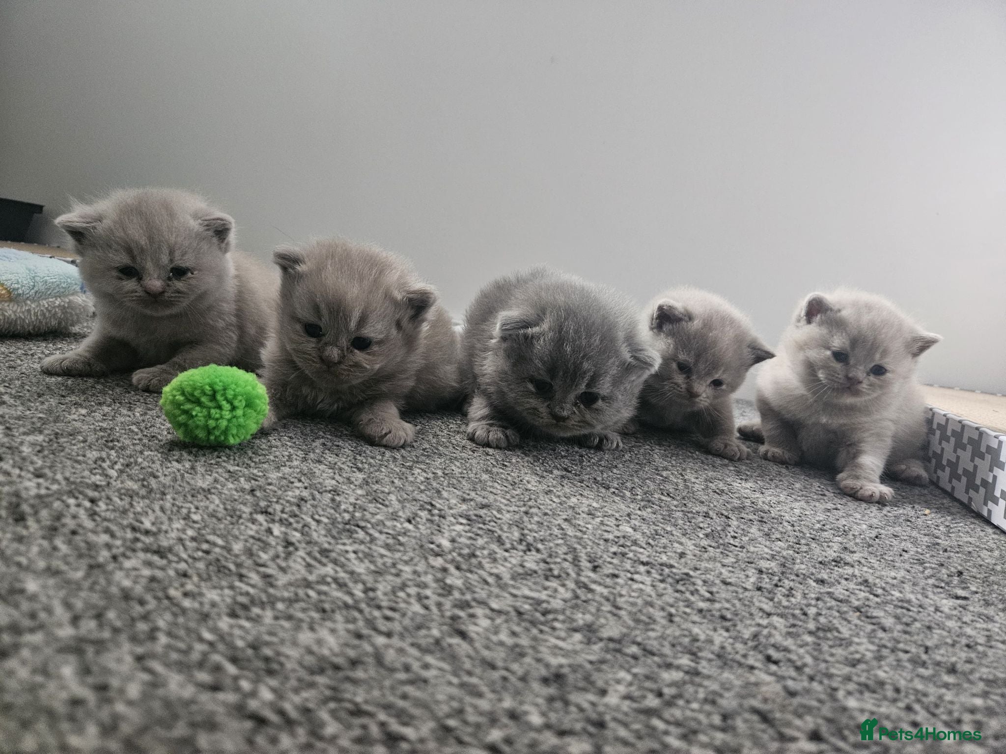 British Shorthair cats for sale: British short hair kittens  - Advert 1