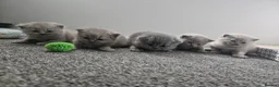 British Shorthair cats for sale: British short hair kittens  - Advert 1