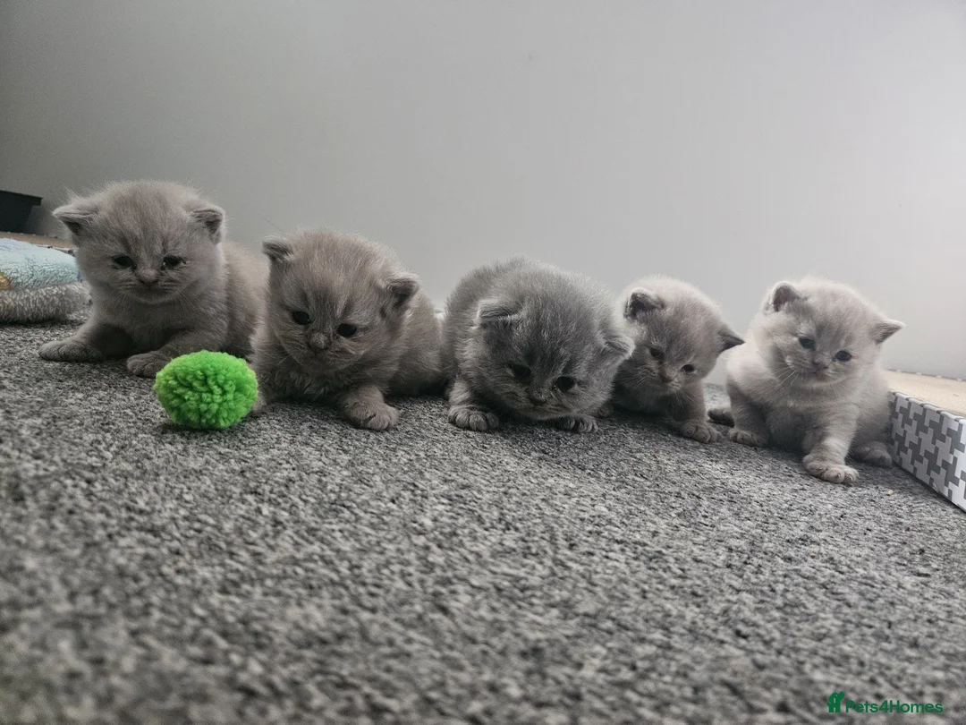British Shorthair cats for sale: British short hair kittens  - Advert 1
