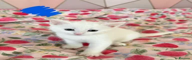 Kitten 1