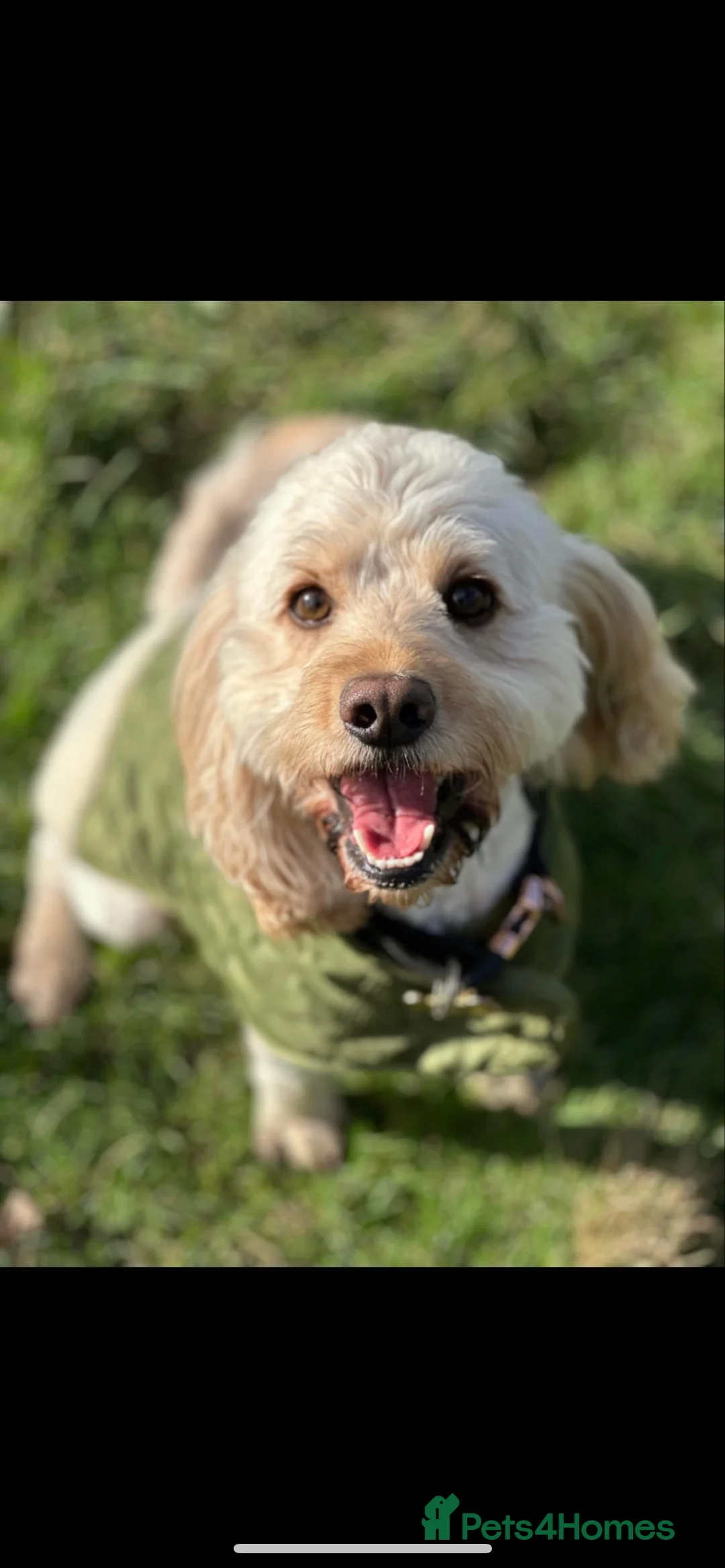 Cockapoo dogs for stud: Beautiful apricot cockapoo for stud in Hartlepool - Advert 5