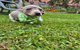 Miniature Dachshund dogs for sale: Miniature sausages Kc reg  in Wigan - Image 23