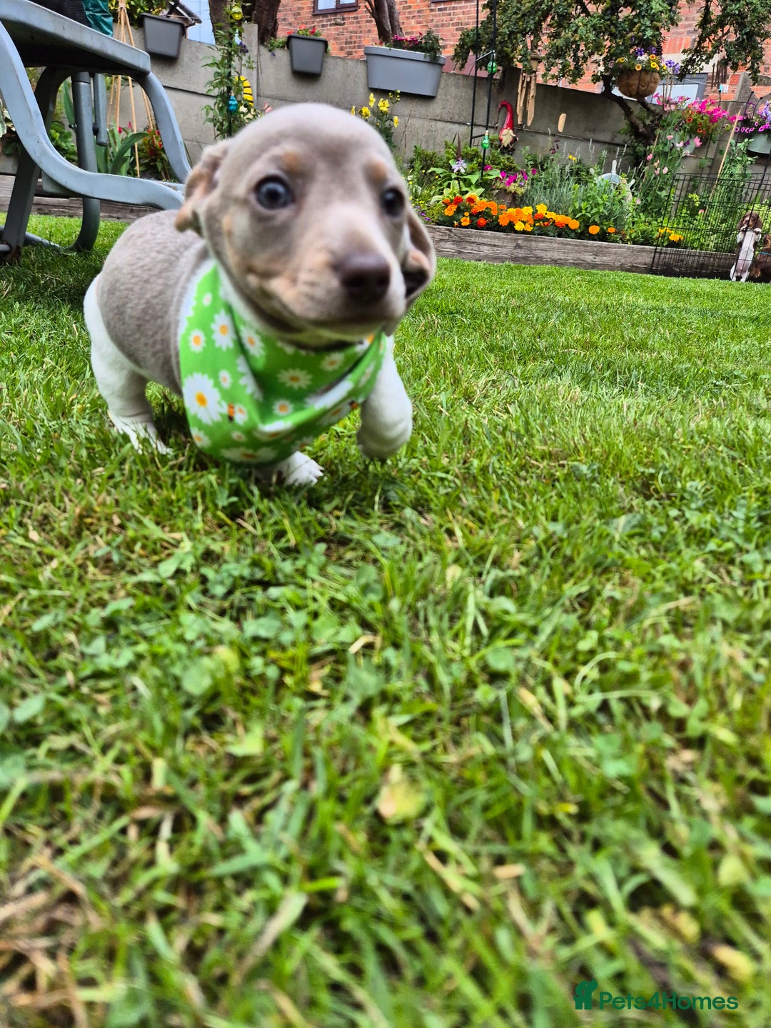 Miniature Dachshund dogs for sale: Miniature sausages Kc reg  in Wigan - Image 23