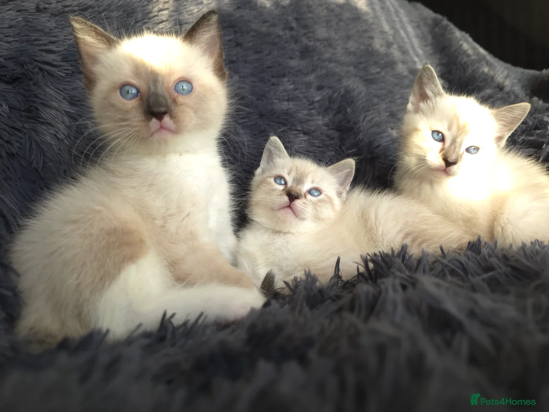 Ragdoll cats for sale: Ragdoll Cross Kittens  - Advert 16