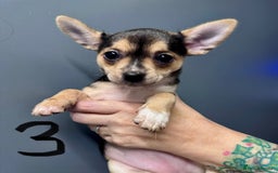 Mixed Breed dogs for sale: Jack Russell/ chihuahua cross  - Image 4