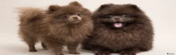 Pomeranian dogs for sale: ✨ UPCOMING LITTER OF POMERANIANS ✨ - Advert 2