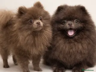 Pomeranian dogs ✨ ONE CHOCOLATE GIRL AVAILABLE ✨ - Advert 18