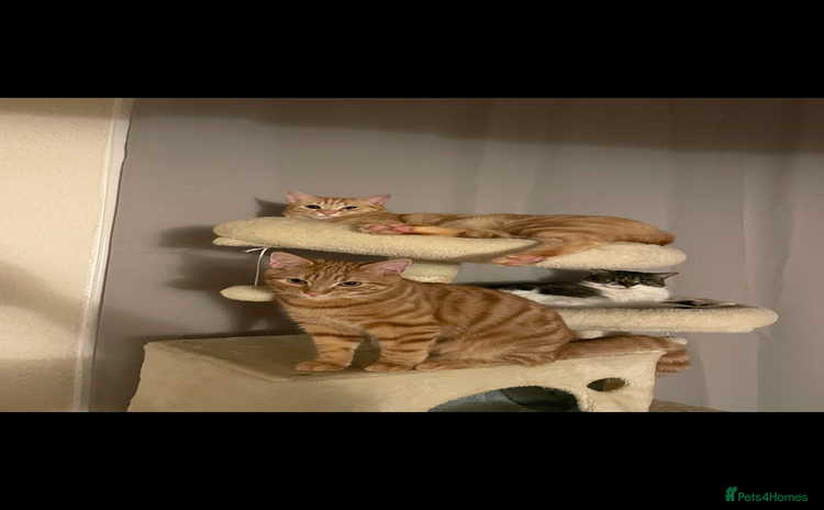 Mixed Breed cats - Advert 2