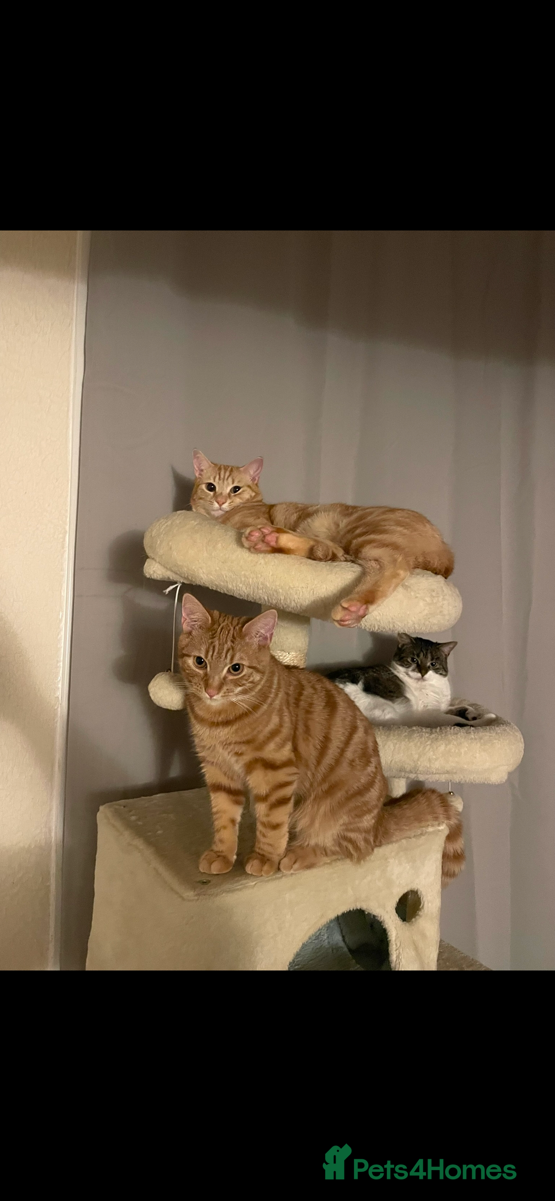 Mixed Breed cats for sale: 2 male ginger and white tabby female for adoption - Image 1