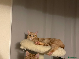 Mixed Breed cats - Advert 26