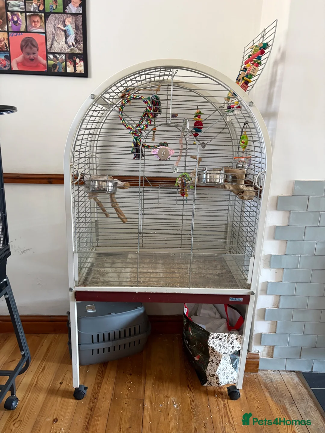Conures birds for sale: Green cheek conure looking for new home - Advert 8