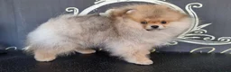 Pomeranian dogs for sale: Luxury Pomeranian puppies for sale!!! - Advert 28
