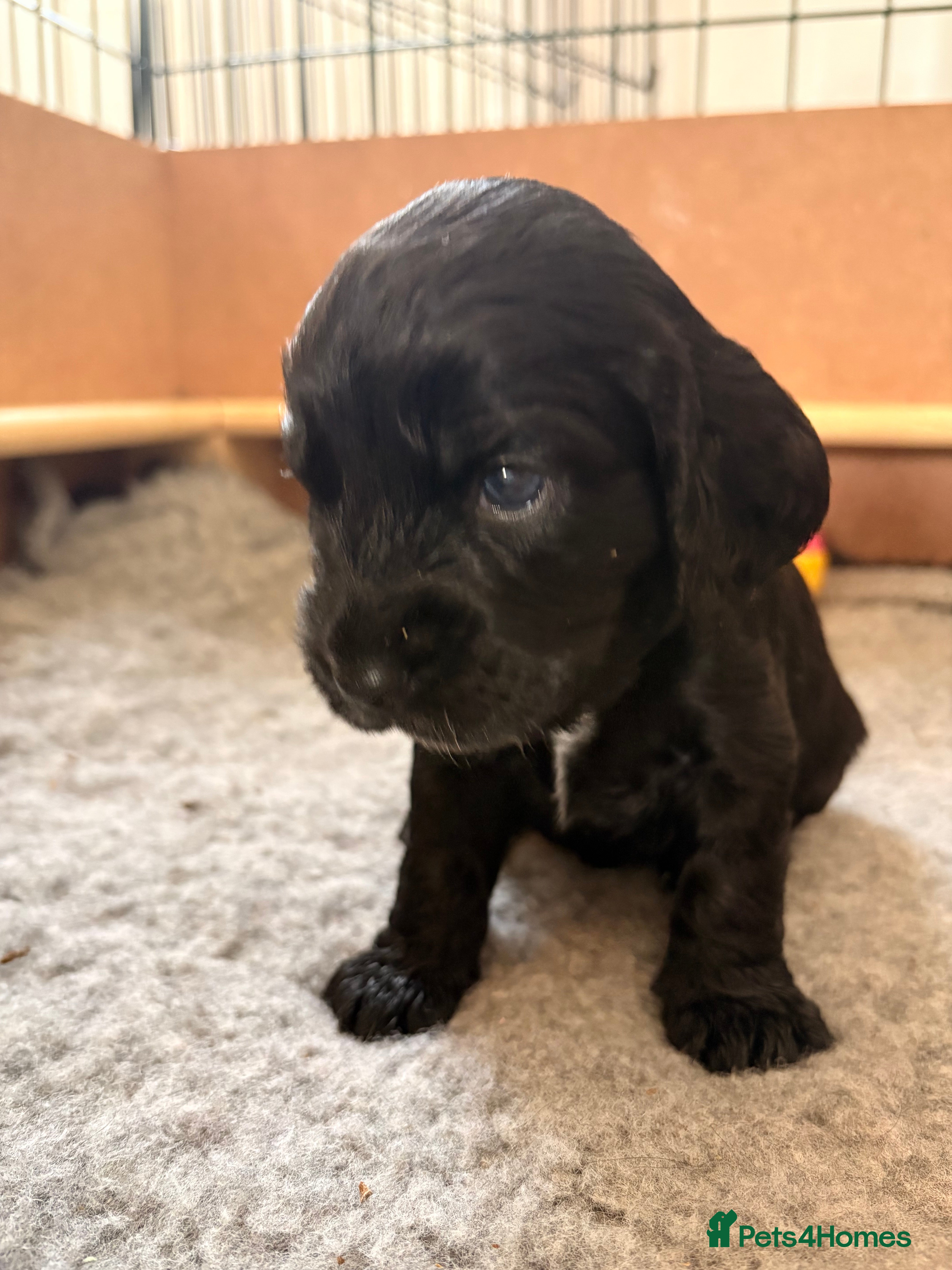 Cocker Spaniel dogs Beautiful cocker spaniels🥰1 BOY LEFT - Advert 5