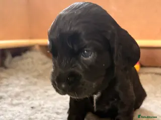 Cocker Spaniel dogs Beautiful cocker spaniels🥰1 BOY LEFT - Advert 5