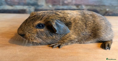 Guinea Pig rodents Beautiful Buff Agouti Guinea Pigs - Advert 2