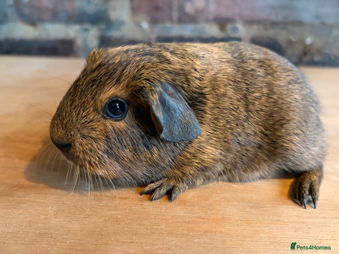Guinea Pig rodents for sale: Beautiful Buff Agouti Guinea Pigs - Advert 3