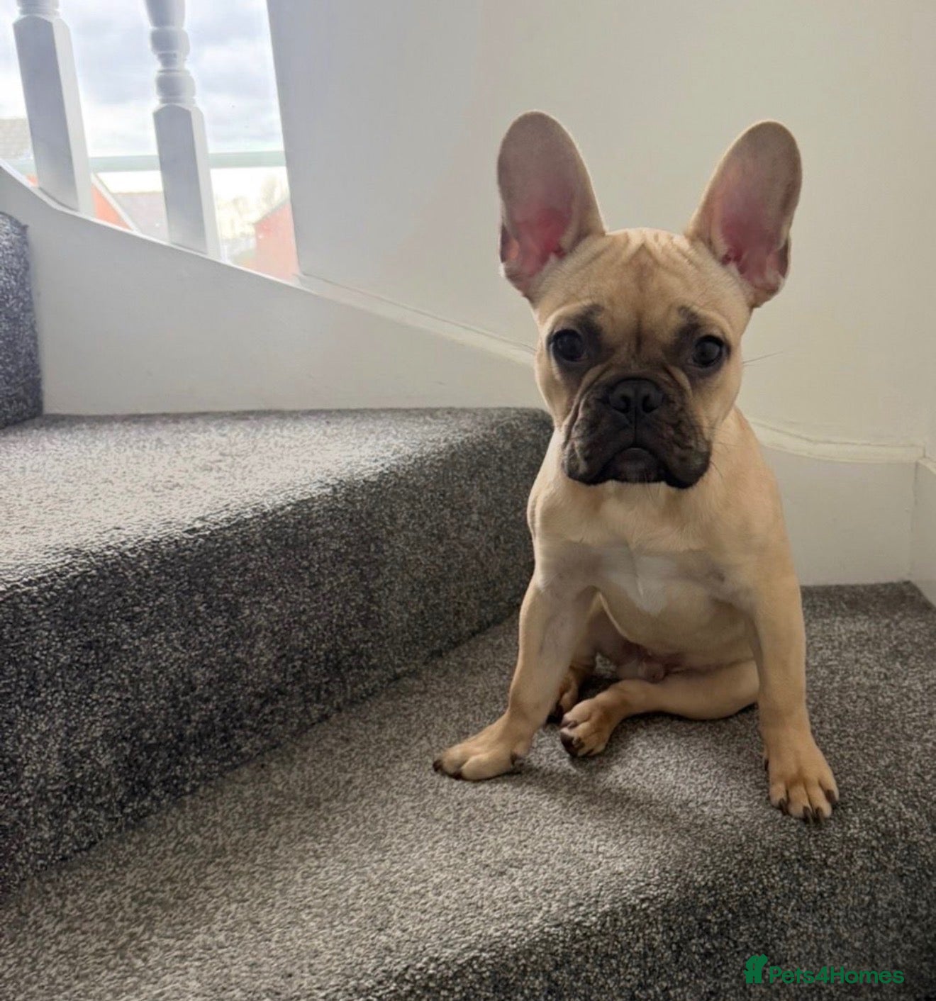 French Bulldog dogs Hugo  - Advert 1