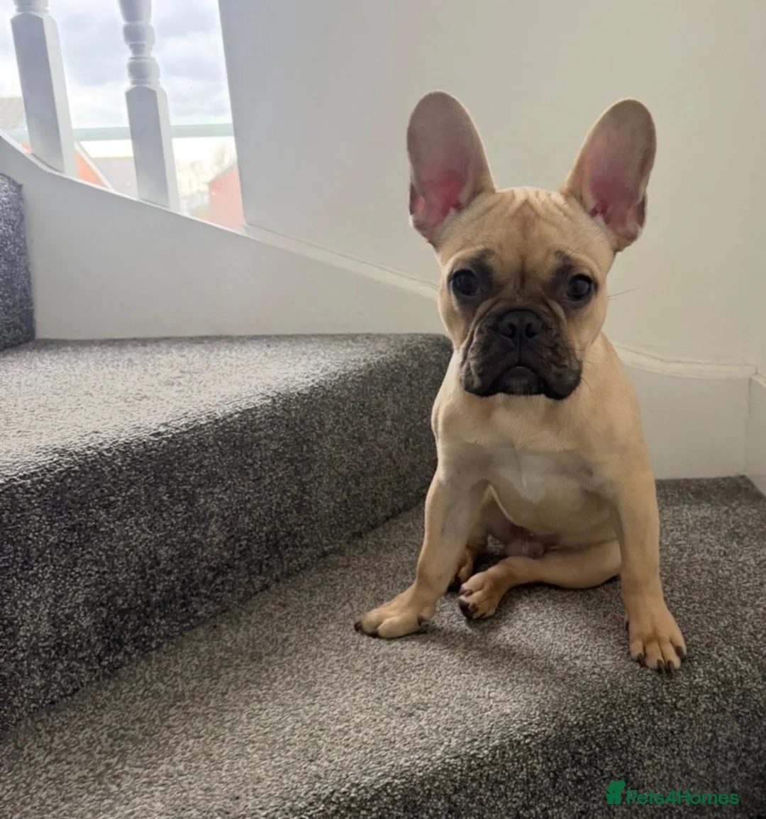French Bulldog dogs for sale: Hugo  in Manchester - Advert 1
