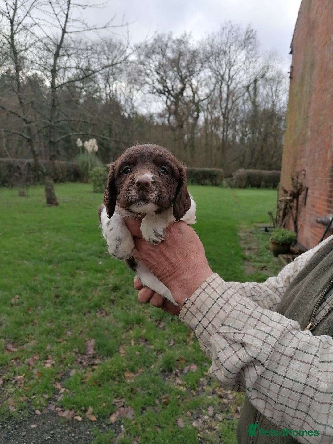 English Springer Spaniel dogs for sale: 7 weeks old D. O.B 23.10.25  - Advert 14