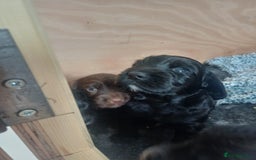 Cocker Spaniel dogs for sale: Working cocker spaniels 4 weeks old - Image 18