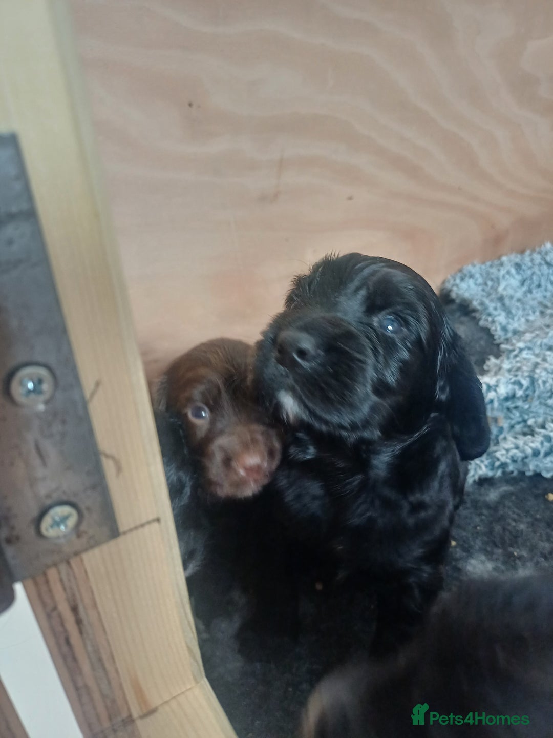 Cocker Spaniel dogs for sale: Working cocker spaniels 4 weeks old - Image 18