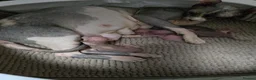 Sphynx cats for sale: Sphynx kittens  - Advert 1