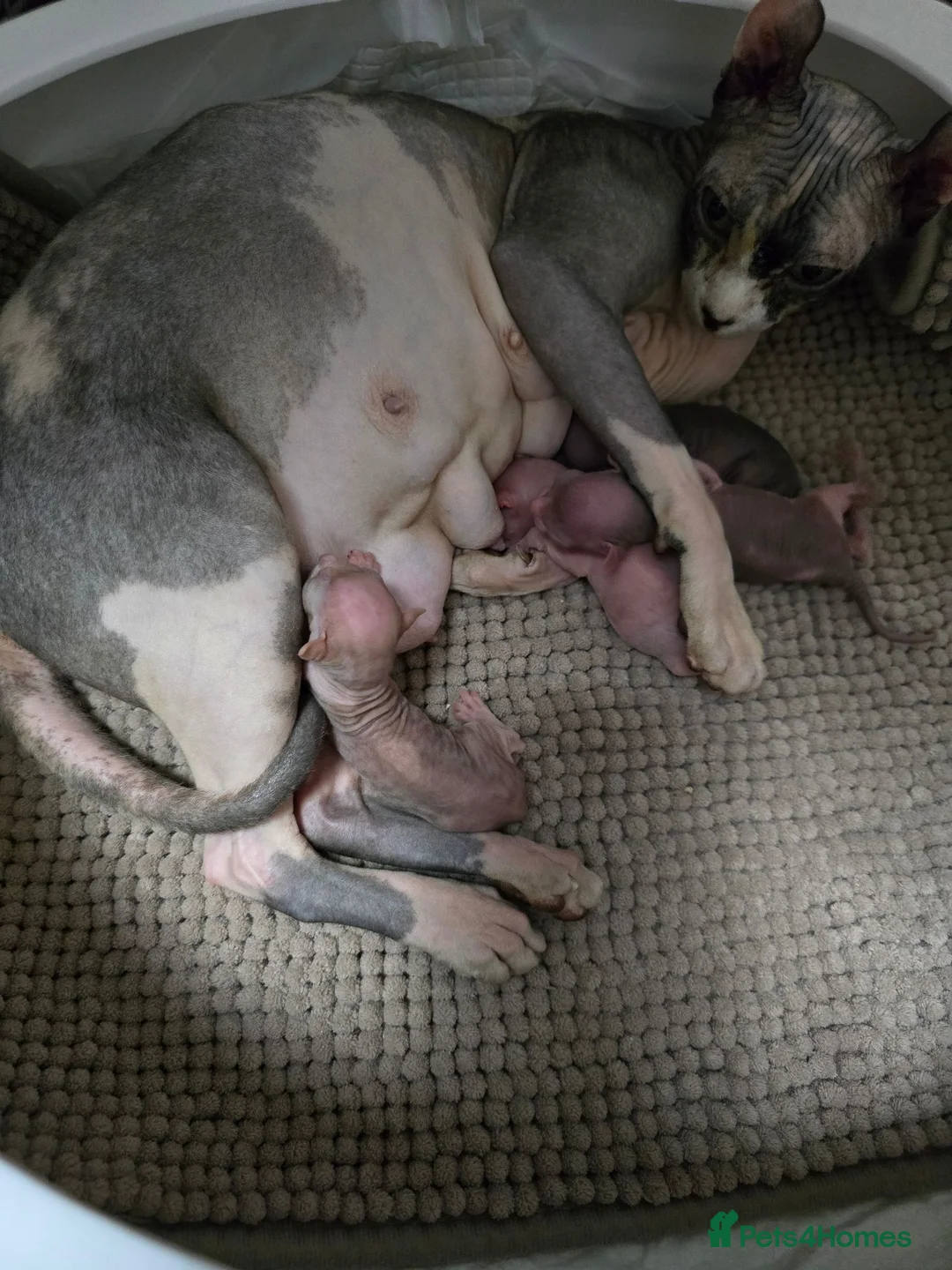 Sphynx cats for sale: Sphynx kittens  - Advert 1