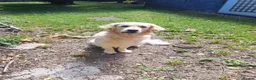 Golden Retriever dogs for sale: Golden Retriever older male looking for home - Advert 4